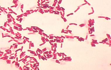 a laterosporos bacillus parazitái