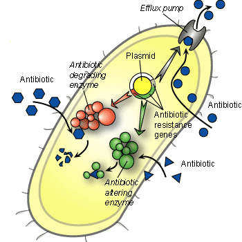 bacterial resistance mechanisms